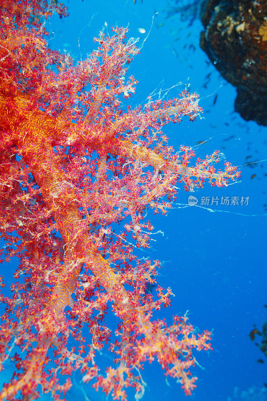 珊瑚礁繁殖多刺藻- Dendronephthya sp.热橙软珊瑚水肺潜水水下海洋生物海开花